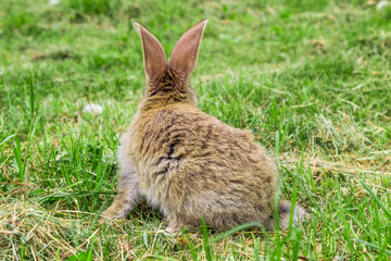 Naklejka premium view of rabbit from behind
