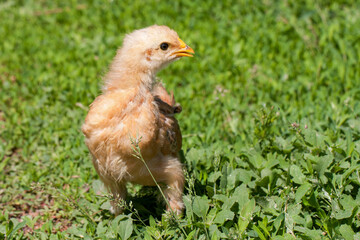 yellow baby chicken in the green grass