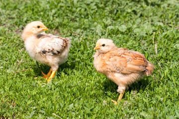 two yellow baby chicken in the green grass