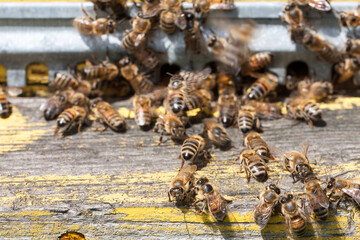 The bees at front hive entrance close-up. Selective focus