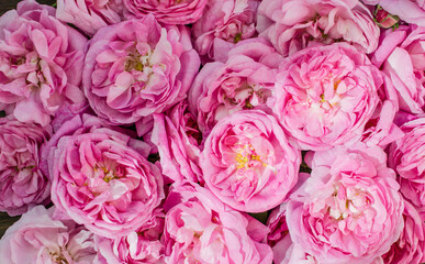 pink rose spring background.