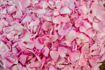 Pink rose petals. Background