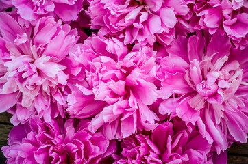 pink peonies background.