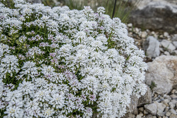 Iberis sempervirens, the evergreen candytuft or perennial candytuft, is a species of flowering plant in the family Brassicaceae, native to southern Europe.