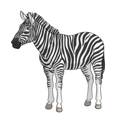 Fototapeta na wymiar Color vector image of a zebra. Isolated object on white background.