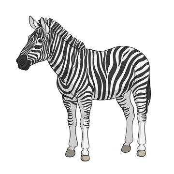 Color vector image of a zebra. Isolated object on white background.