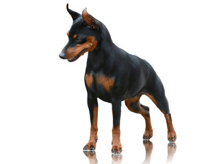 Miniature Pinscher standing isolated on white background