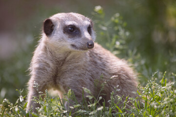 Erdmännchen sitz auf einer Wiese