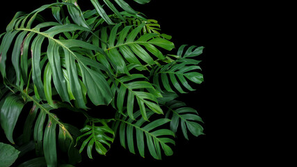 Naklejka na ściany i meble Green leaves of native Monstera philodendron plant growing in wild, the tropical forest plant, evergreen vine on black background.