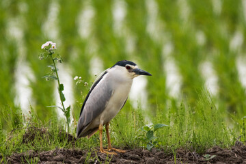 野鳥　ゴイサギ
