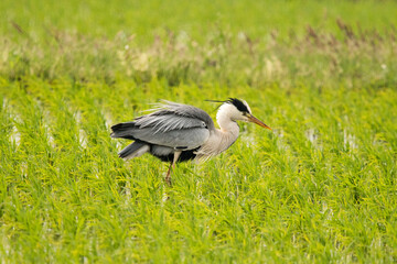 野鳥　アオサギ