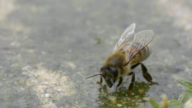 Animal life. Macro shot of bee drinking on a water place in springtime.