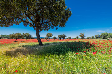 Fields of summer poppy flowers in crop field
