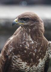 common buzzard
