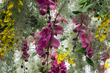 Backyard and garden design. Yellow and purple orchids. Tropical flowers.