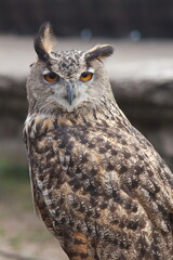 Eurasian eagle-owl