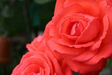 Rosalie