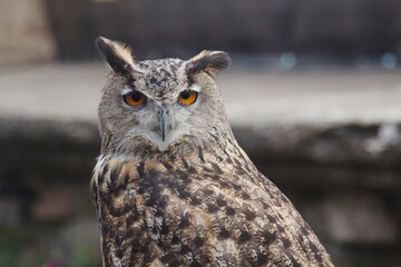 Eurasian eagle-owl