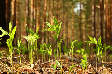 Russia, Siberia. The young fresh green sprouts of a grass in a forest.