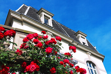 Fototapeta na wymiar red roses in front of beautiful french manor house