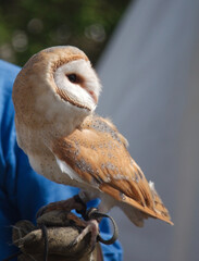 Barn owl