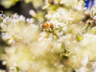 Bare-saddled Colletes or Plasterer Bee (Colletes similis) feeding on Stinking flowers.