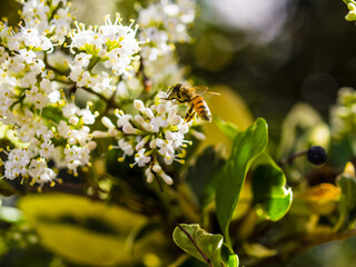 Bare-saddled Colletes or Plasterer Bee (Colletes similis) feeding on Stinking flowers.
