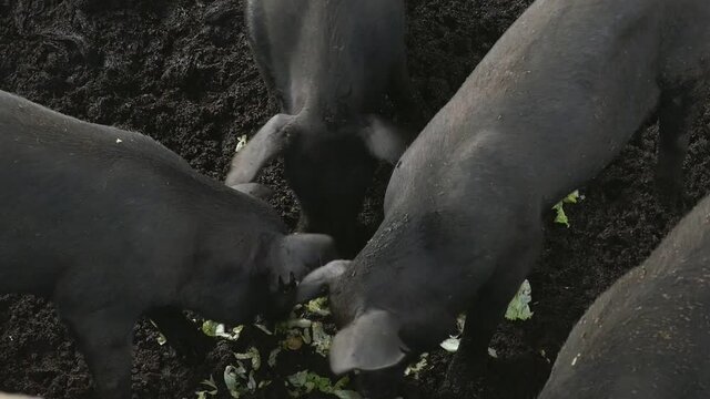 pig in farm. thailand