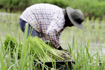 Farmers planting rice, farmers are booties.