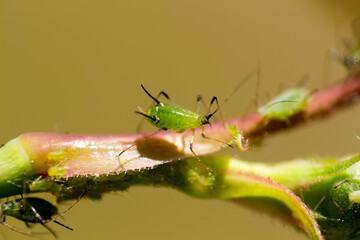 The of black aphid