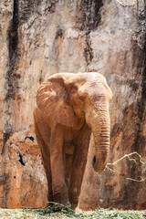 African Elephant with background cliff. 