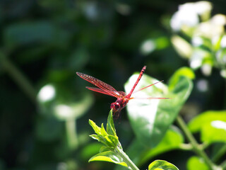 Red Dragon Fly