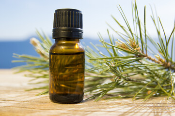 Pine essential oil in amber and needles of plant (Pinus sylvestris)