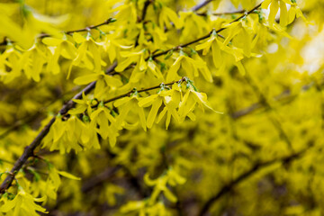 Closeup on Forsythia Vahl (Forsythia suspensa) one of the 50 fundamental herbs used in traditional Chinese medicine. Medical herb series.