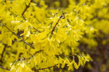 Closeup on Forsythia Vahl (Forsythia suspensa) one of the 50 fundamental herbs used in traditional Chinese medicine. Medical herb series.