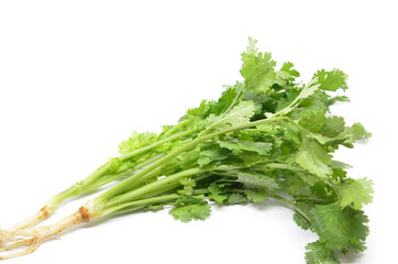 Fresh coriander bunch