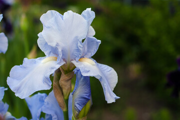 Beautiful blue iris flower on background blur.