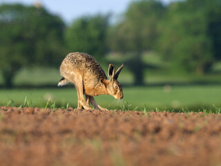 European brown hare, Lepus europaeus
