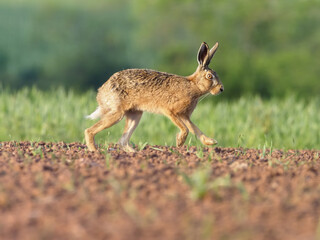Naklejka na ściany i meble European brown hare, Lepus europaeus