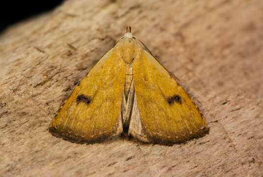 Straw dot moth (Rivula sericealis) on wood. British insect in the family Erebidae, previously in Noctuidae, the largest British family in the order Lepidoptera