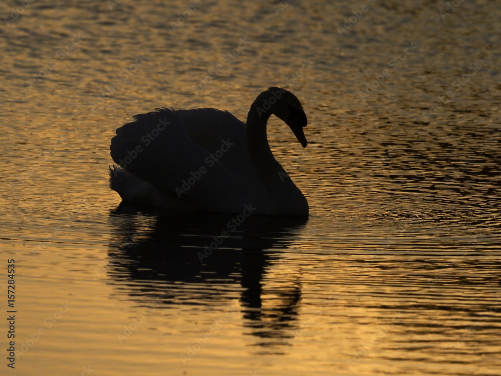 Canvas Prints Mute swan, Cygnus olor