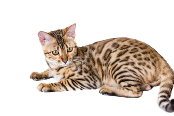 Bengali domestic cat