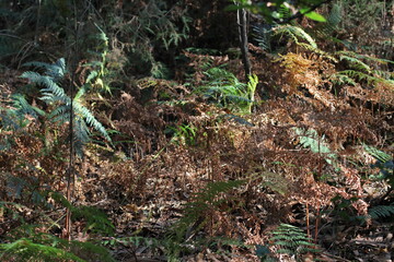 Ferns