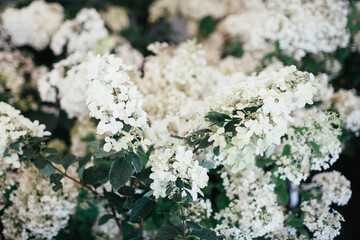 Close-up of rich white flowers on the trees