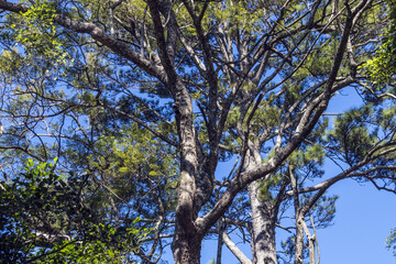 Under View of Tree Branches Against Blue Cloudy Sky