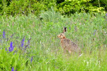 Feldhase  am Waldrand