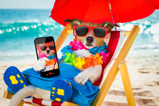 dog siesta on beach chair