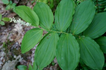 False Solomon's Seal