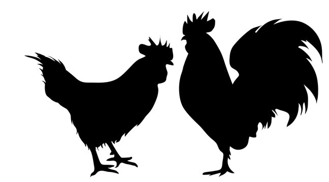 Vector silhouette of rooster hen on white background.