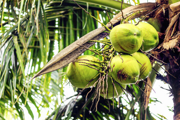 closeup coconut tree with soft-focus in the background. over light